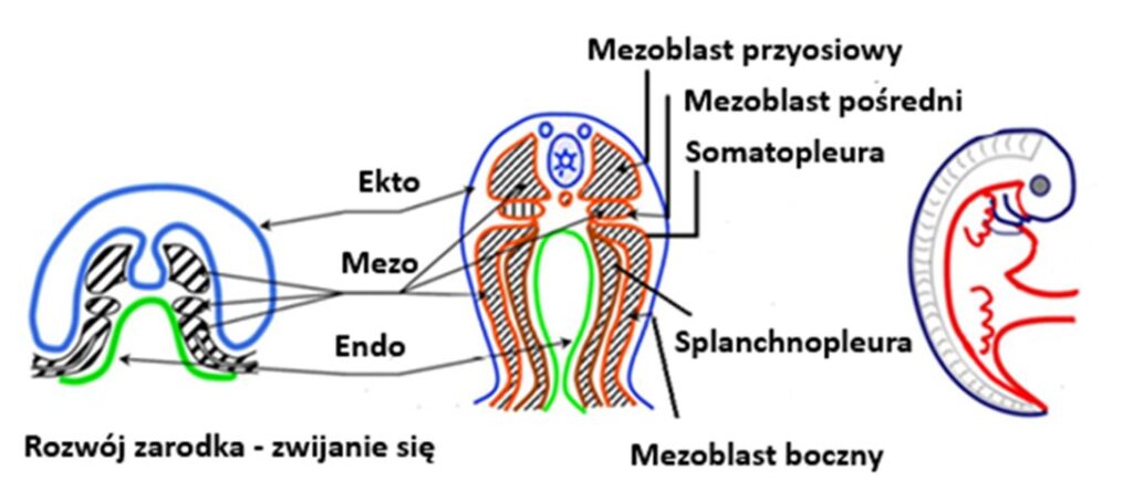 Schemat 3-tygodniowego zarodka człowieka. Materiały szkoleniowe z Mikrokinezyterapii, za zgodą autora - Daniela Grosjean.