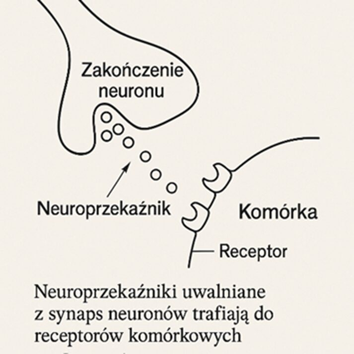 Funkcjonalna Terapia Trzewi – historia, fizjologiczne znaczenie układów jamy brzusznej - Szkolenia FRSc