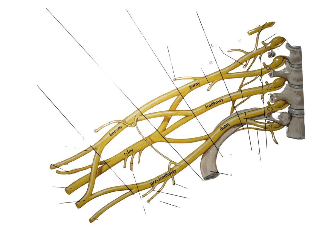 Rys. 1. SPLOT RAMIENNY. Źródło: David L. Felten, M. Kerry O’Banion, Mary Summo Maida, Atlas Anatomii i Neurofizjologii Nettera. Wydanie 3. 